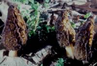 Morchella elata image