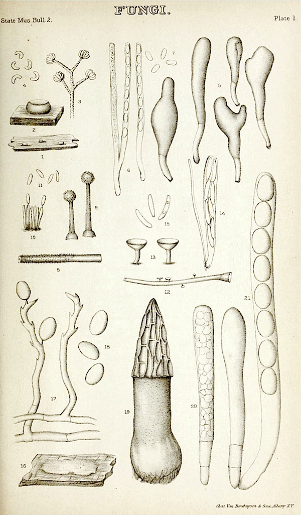 Morchellaceae image