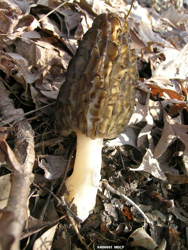 Morchella angusticeps