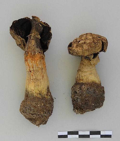 Agaricus texensis image