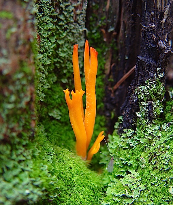 Calocera image