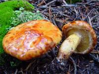 Suillus sibiricus image