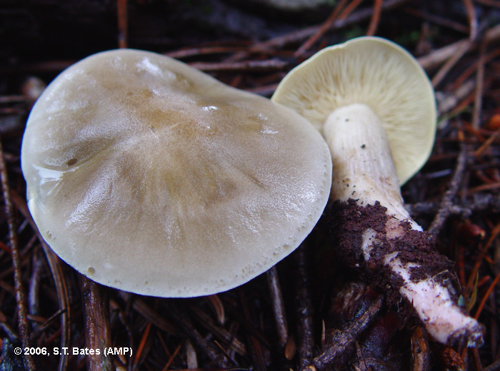 Tricholoma saponaceum image