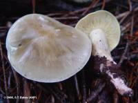 Image of Tricholoma saponaceum