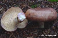 Lactarius uvidus image