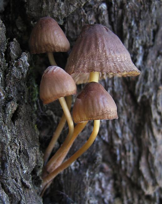 Mycena griseoviridis var. cascadensis image