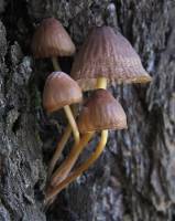 Mycena griseoviridis image