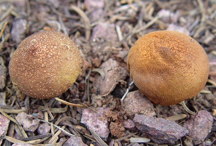 Lycoperdon nigrescens image