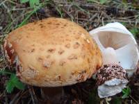 Amanita rubescens image