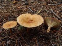 Clitocybe gibba image