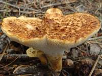 Polyporus tuberaster image