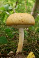 Agaricus nanaugustus image