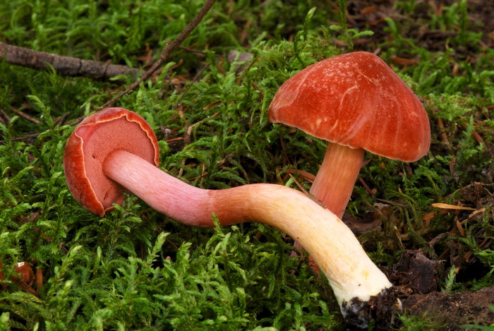 Chalciporus rubinellus image