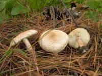 Lepiota subincarnata image