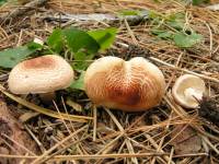 Lepiota subincarnata image