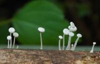 Resinomycena rhododendri image