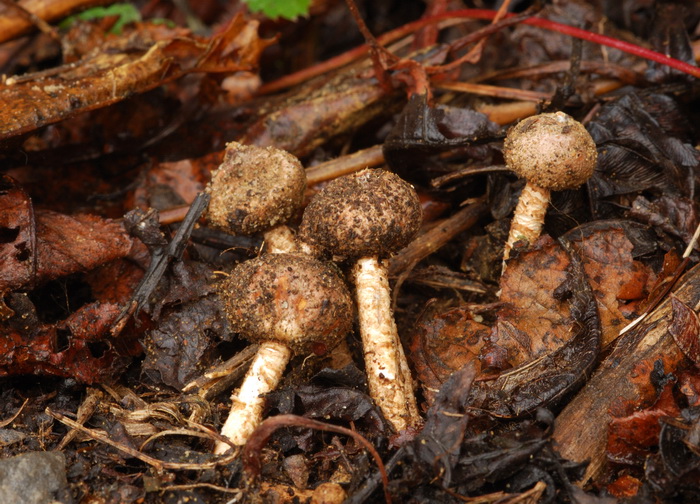 Tulostoma simulans image