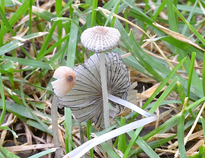 Coprinellus image