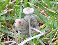 Image of Coprinellus plagioporus