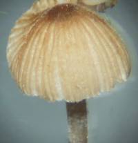 Coprinellus plagioporus image