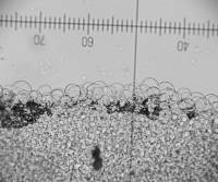 Coprinellus plagioporus image