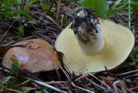 Suillus brevipes image