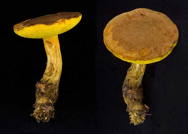 Boletus innixus image