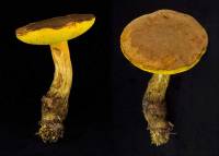 Image of Boletus innixus