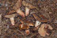 Russula ventricosipes image