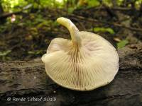 Entoloma mephiticum image