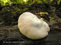 Entoloma mephiticum image