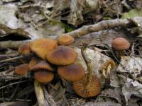 Conocybe aporos image