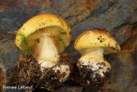 Cortinarius aureofulvus image