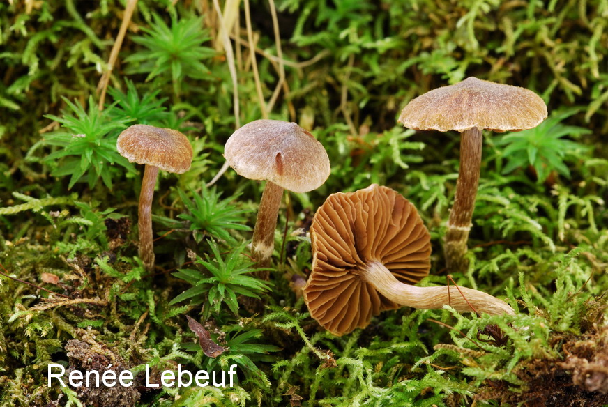 Cortinarius impolitus image