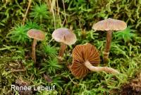 Image of Cortinarius impolitus