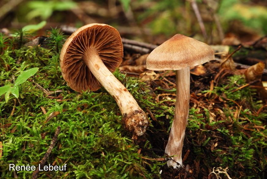 Cortinarius orasericeus image