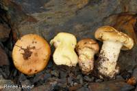 Cortinarius percomis image