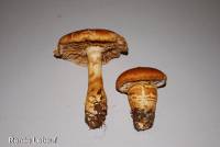 Cortinarius triumphans image