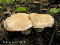 Cortinarius firmus image