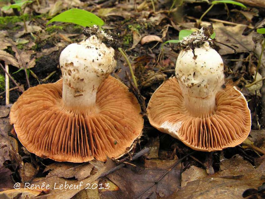 Cortinarius firmus image