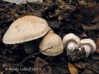 Cortinarius firmus image