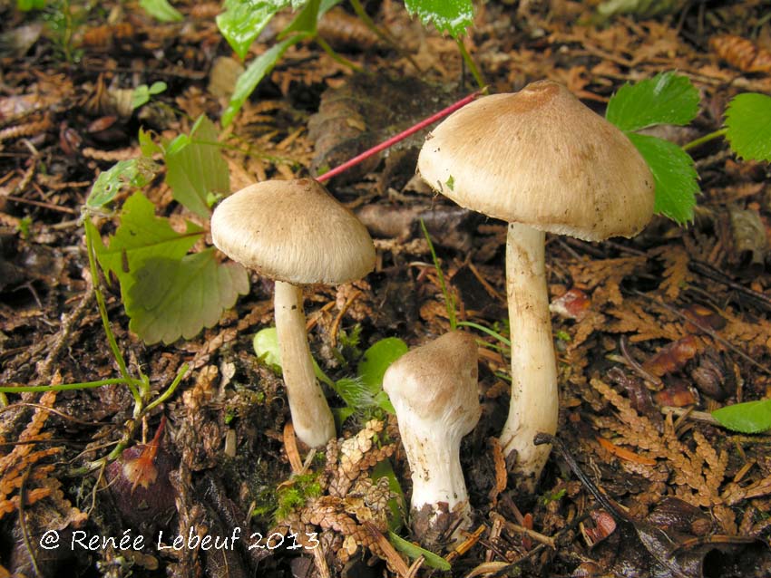 Inocybe pallidobrunnea image