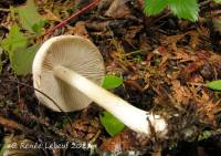 Inocybe pallidobrunnea image