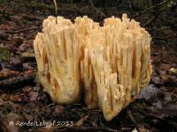 Ramaria acrisiccescens image