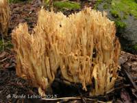 Ramaria acrisiccescens image