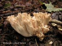 Ramaria acrisiccescens image