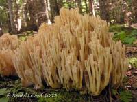 Ramaria acrisiccescens image