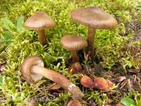 Inocybe soluta image