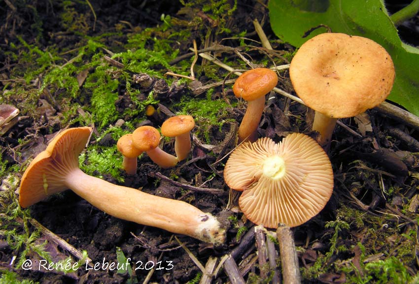 Lactarius duplicatus image