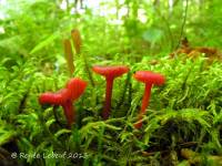 Hygrocybe phaeococcinea image